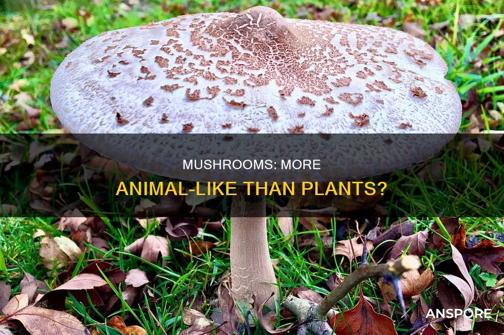 are mushrooms more animal than plant