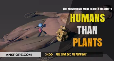 Mushrooms: More Human or Plant?