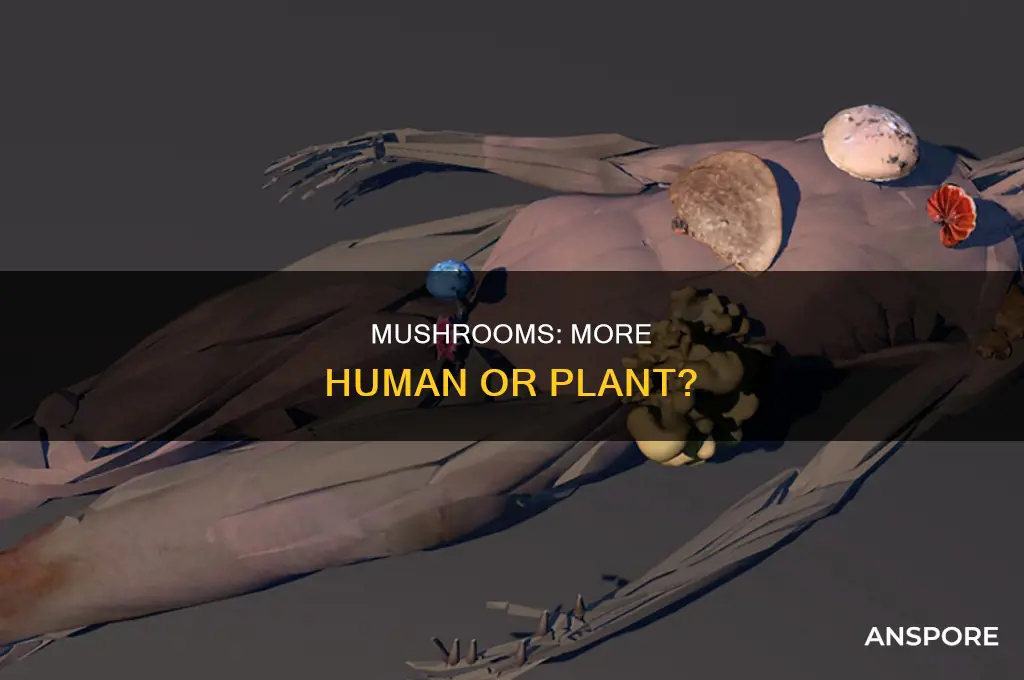 are mushrooms more closely related to humans than plants