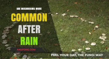 Mushroom Growth Spurt: Rain's Impact Explored