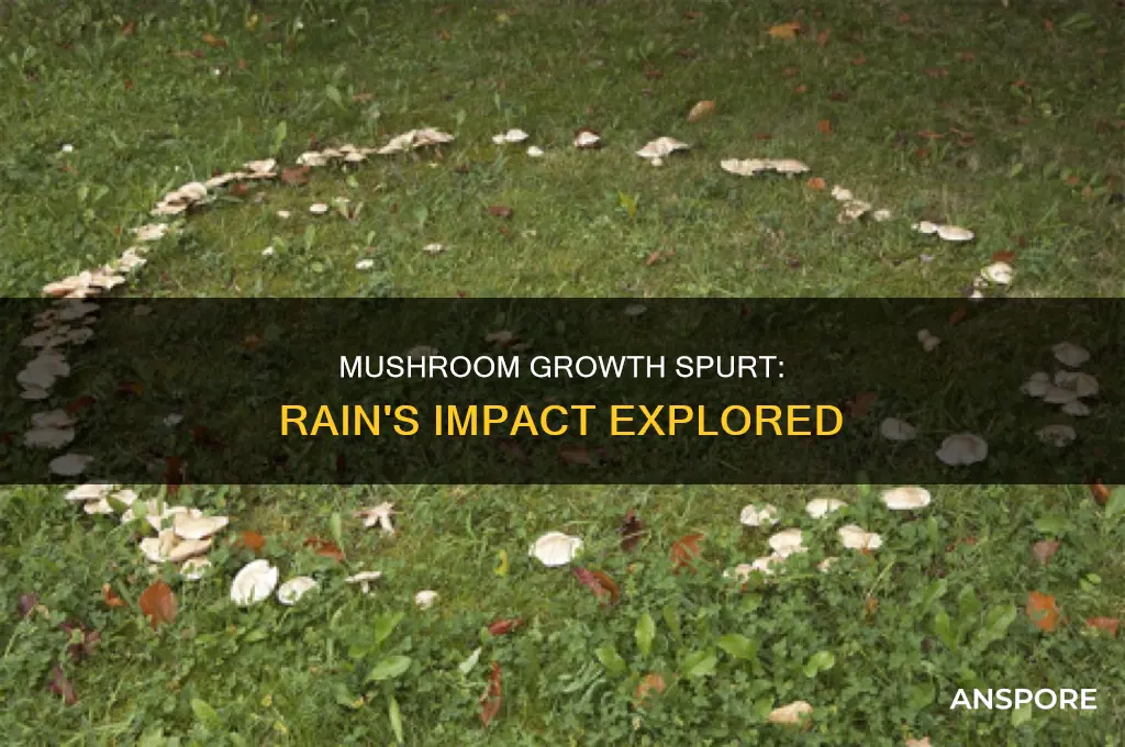 are mushrooms more common after rain