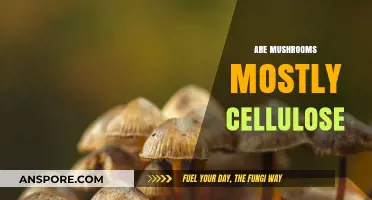 Cellulose in Mushrooms: What's the Deal?