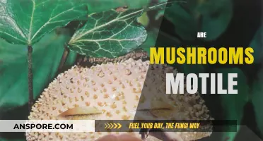 Mushrooms: Motility and Movement Explored