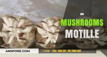 Mushrooms: Motility and Their Mysterious Movement