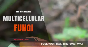 Mushrooms: Multicellular Fungi Explained