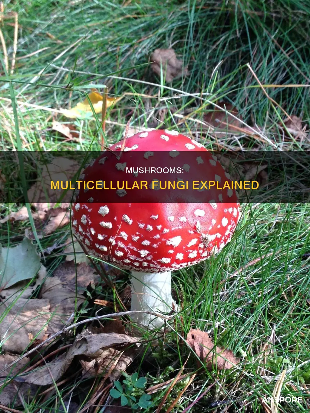 are mushrooms multicellular fungi