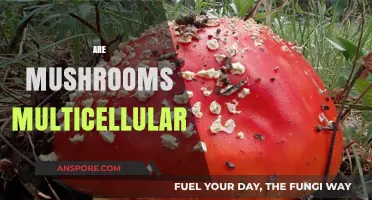 Mushrooms: Multicellular Marvels of the Fungi Kingdom
