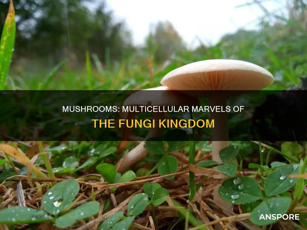 are mushrooms multicellular