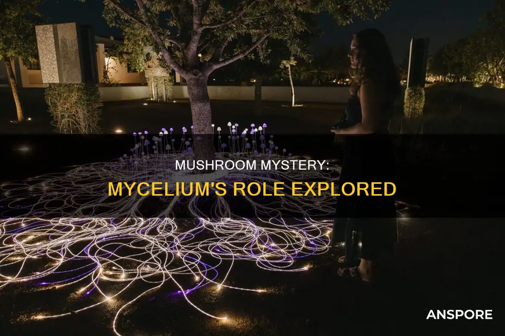 are mushrooms mycelium