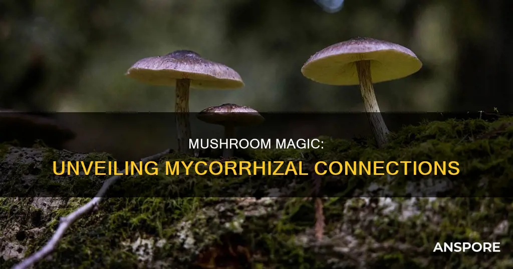 are mushrooms mycorrhizal fungi
