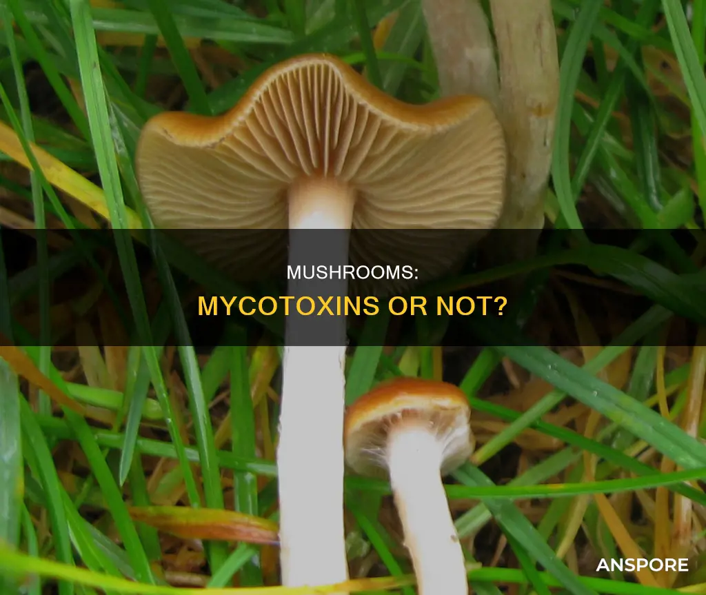 are mushrooms mycotoxins