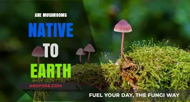 Mushrooms: Are They Earth's Natives?