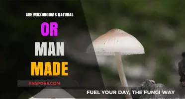 Mushrooms: Nature's Bounty or Man-Made Wonder?