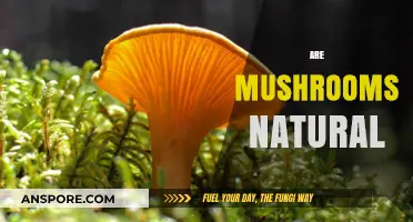 Mushrooms: Nature's Weird and Wonderful Fungi