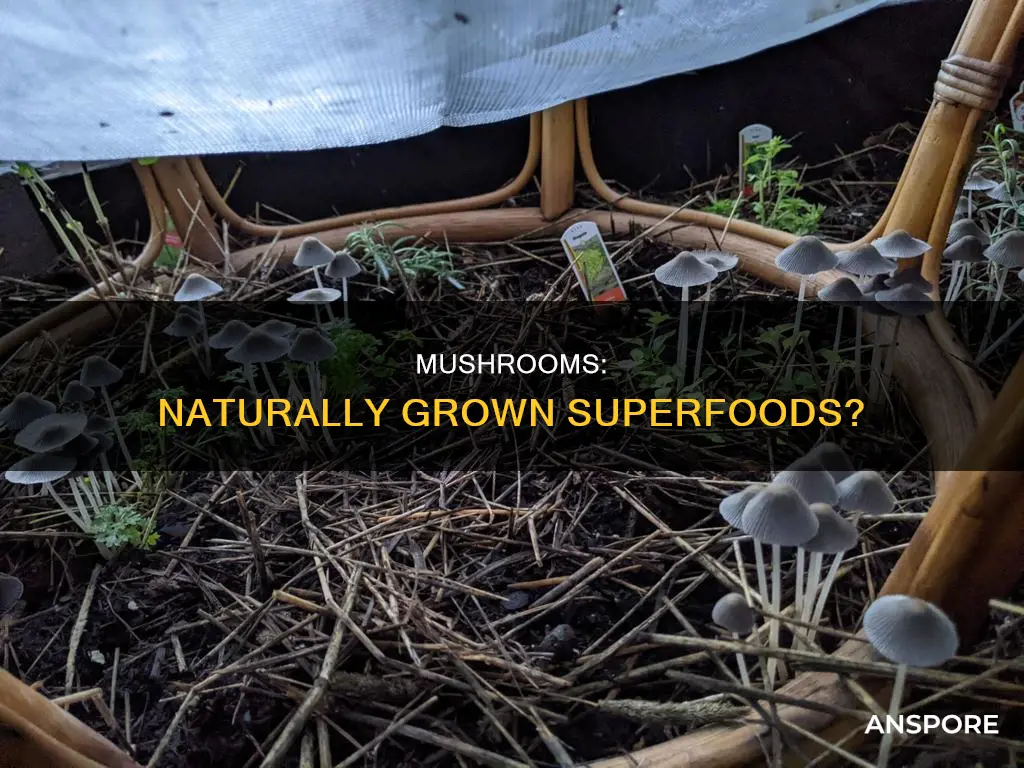 are mushrooms naturally grown