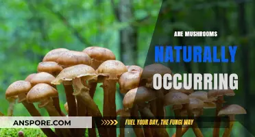 Mushrooms: Nature's Magical Fungi