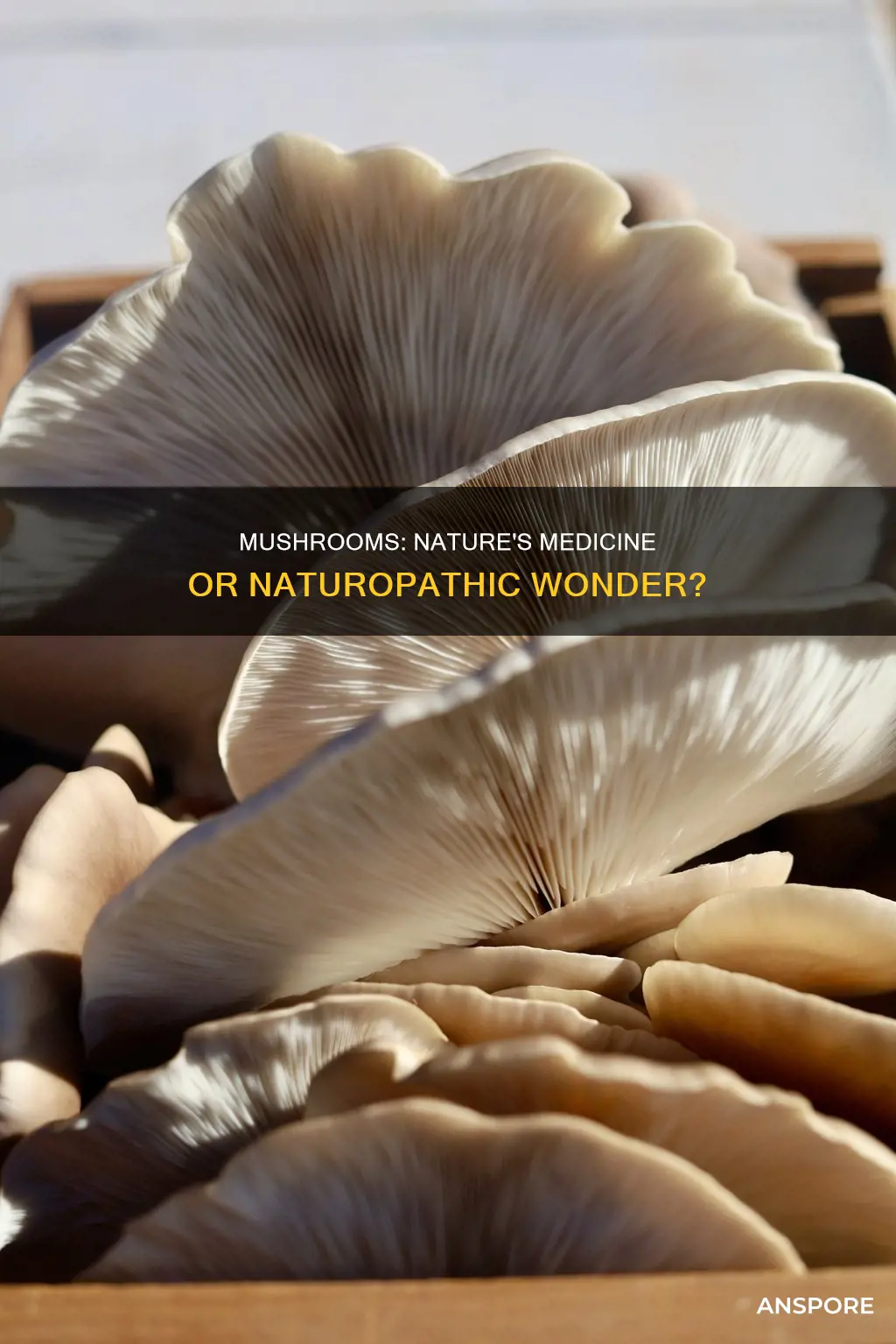 are mushrooms naturopathic medicine