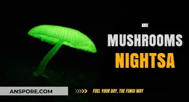 Mushrooms: Nature's Night Lights?