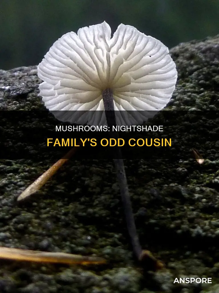 are mushrooms nightshade family