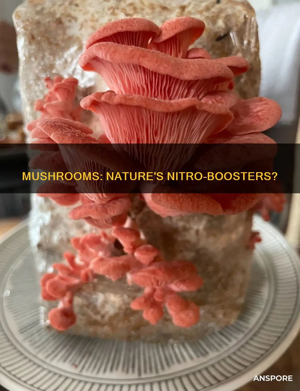 are mushrooms nitrotoous