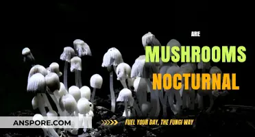 Mushrooms: Nighttime Bloomers or Not?