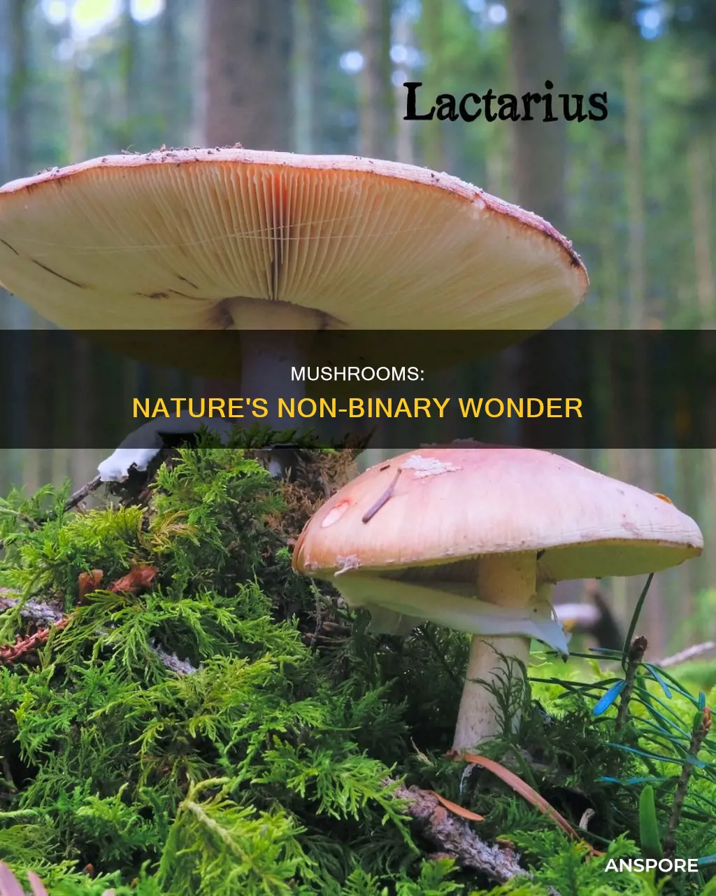 are mushrooms non binary