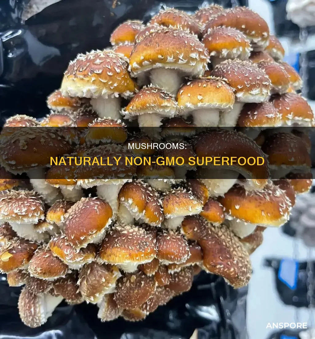 are mushrooms nongmo