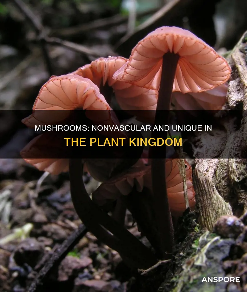 are mushrooms nonvascular