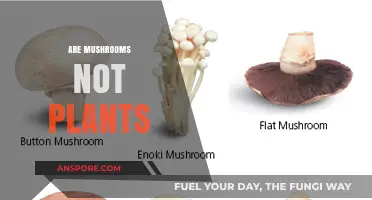 Mushrooms: Why They Are Not Plants
