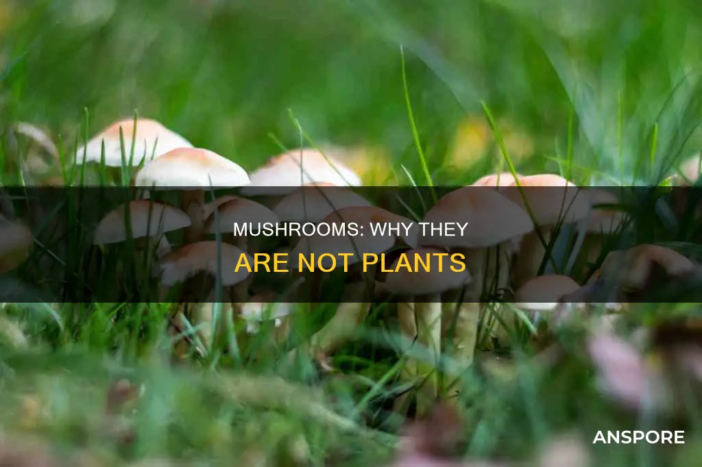 are mushrooms not plants