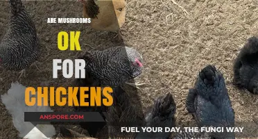 Are Mushrooms Safe for Chickens to Eat?