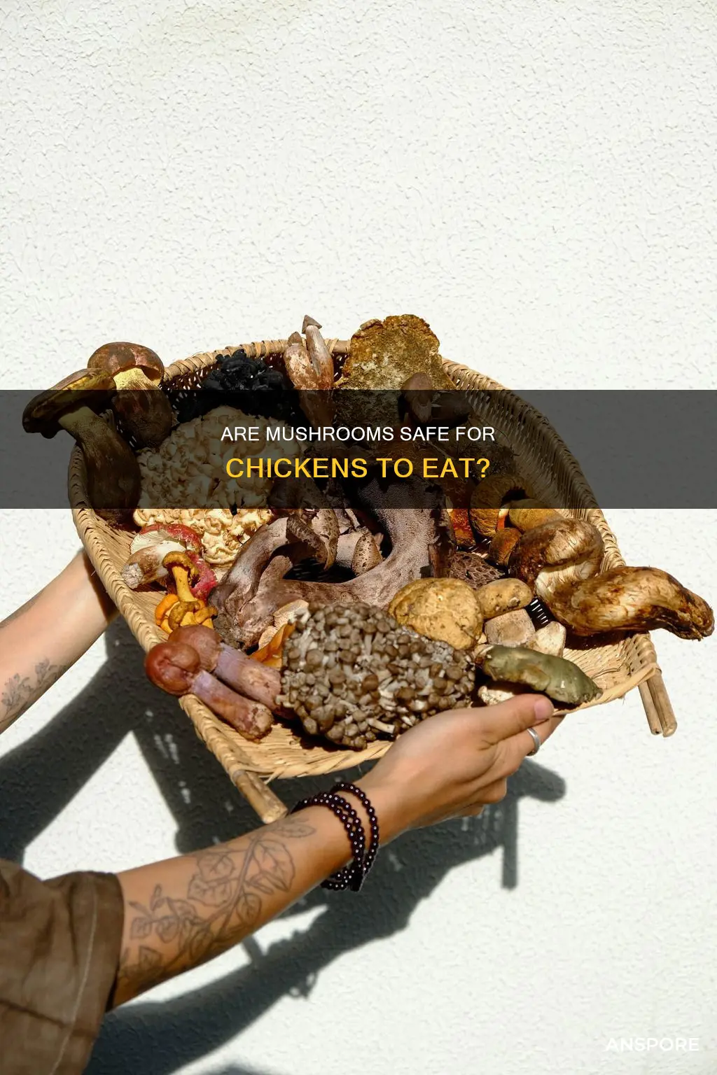 are mushrooms ok for chickens