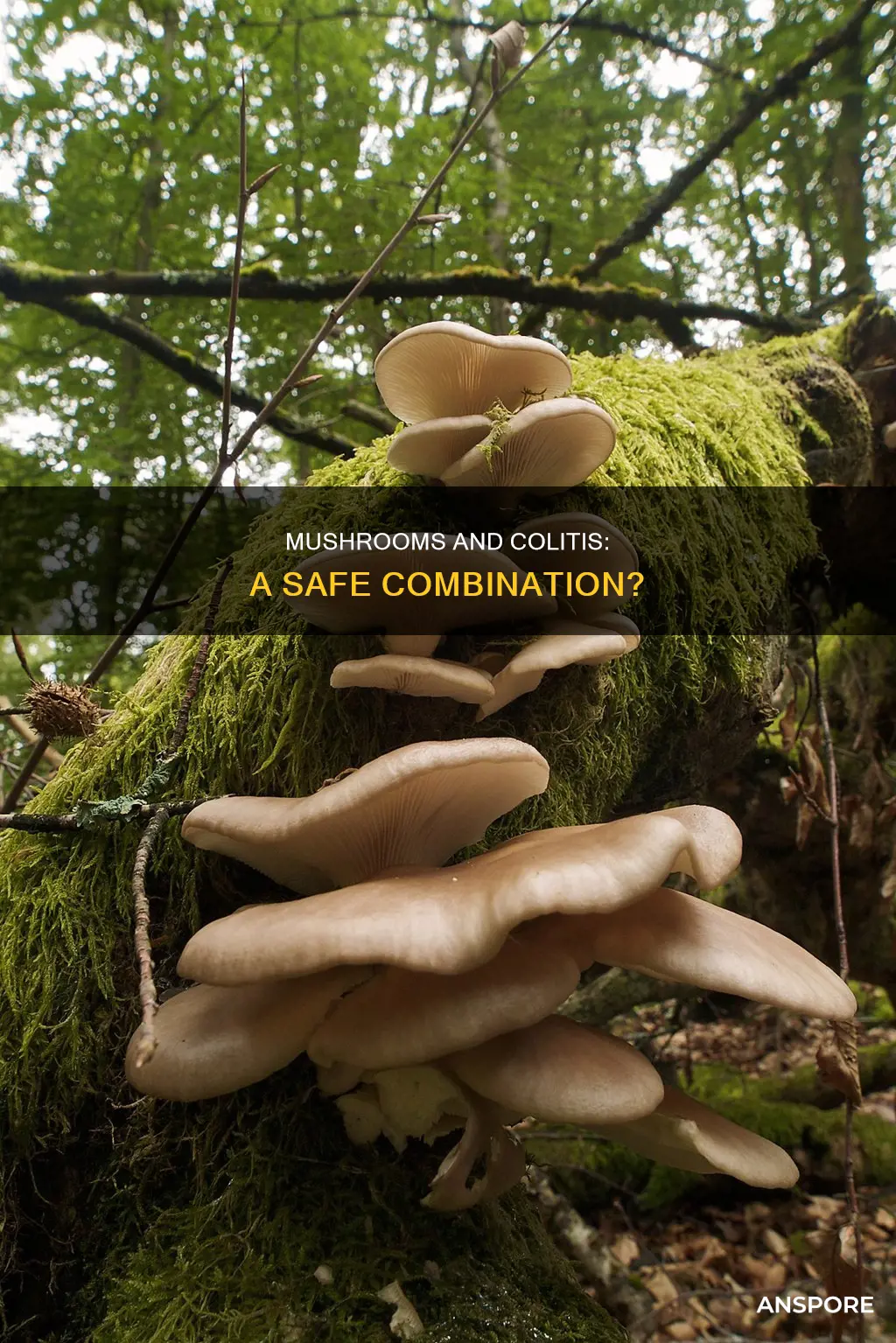 are mushrooms ok for colitis