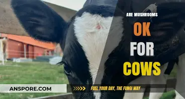 Mushrooms and Cows: A Healthy Mix?