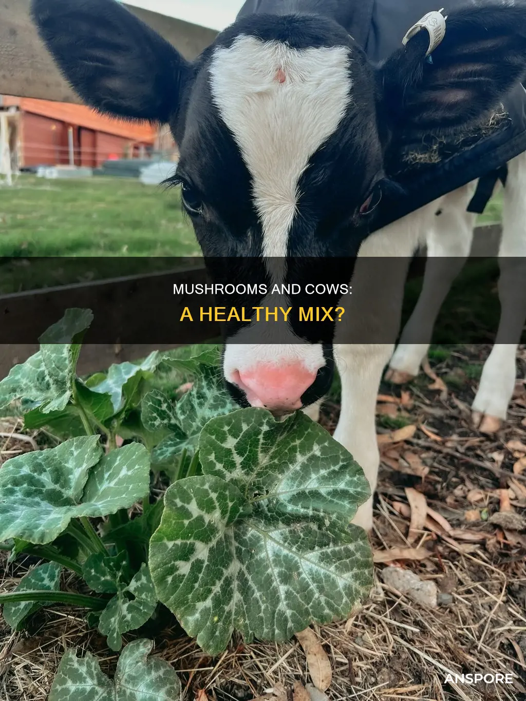 are mushrooms ok for cows