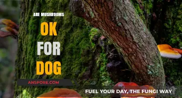 Mushrooms and Dogs: What You Need to Know