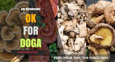 Mushrooms and Dogs: What You Need to Know