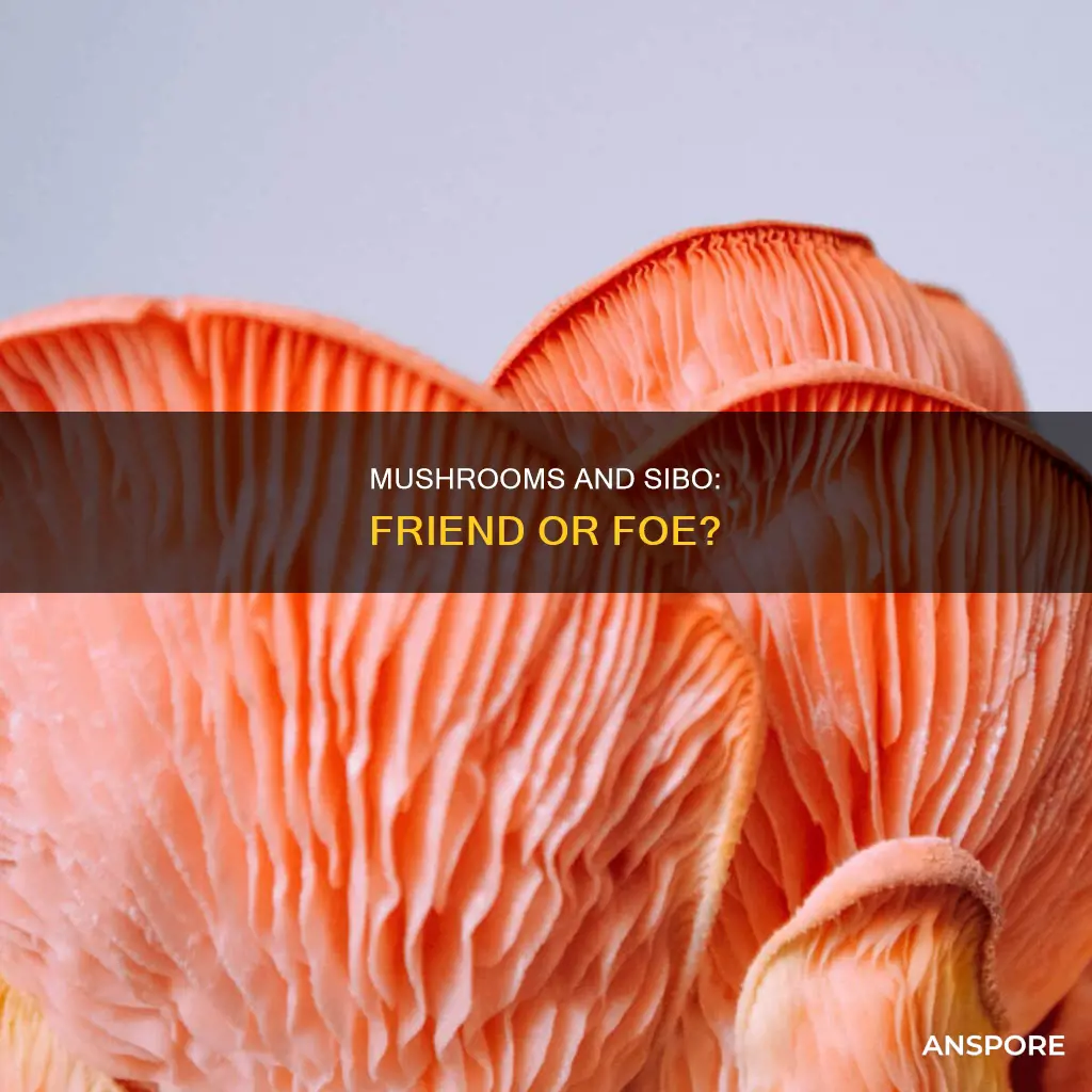 are mushrooms ok for sibo