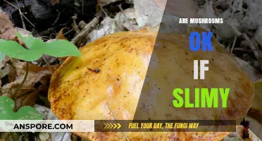Mushroom Safety: Slime a Sign of Danger?