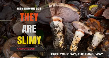 Mushroom Safety: Slime Check Before You Dine