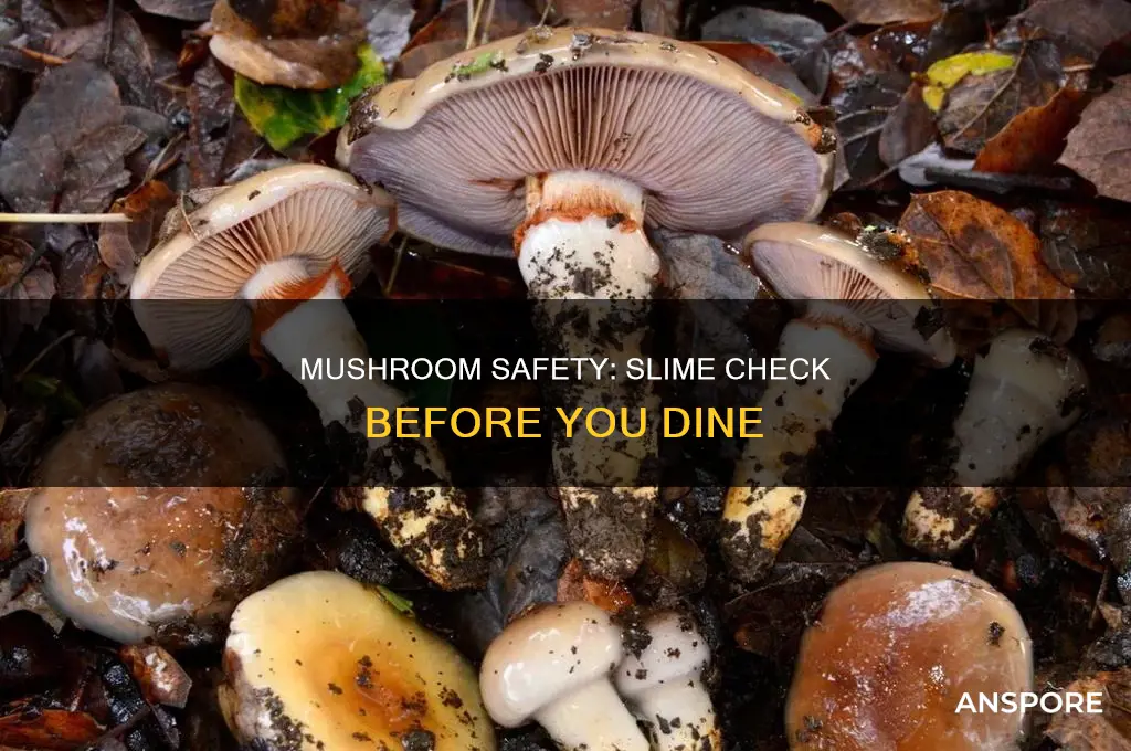 are mushrooms ok if they are slimy