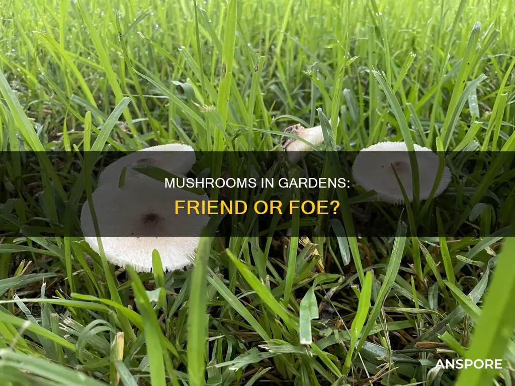 are mushrooms ok in garden