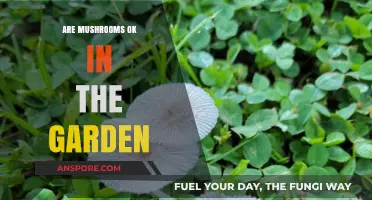 Mushrooms in the Garden: Friend or Foe?