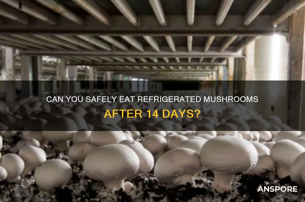 are mushrooms ok to eat after 14 days in ref
