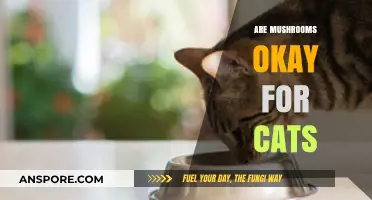 Mushrooms and Cats: What You Need to Know