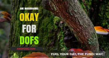 Mushrooms and Dogs: What You Need to Know