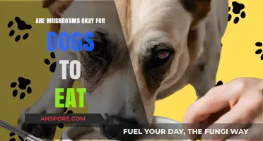 Can Dogs Eat Mushrooms? Safety Tips and Risks Explained