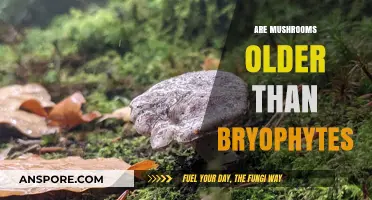 Mushrooms vs Bryophytes: Who's Older?