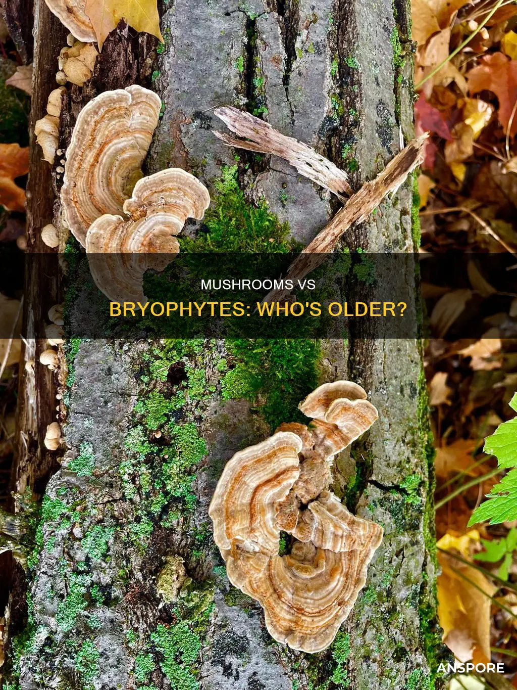 are mushrooms older than bryophytes