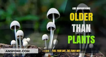 Mushrooms: Older Than Plants?